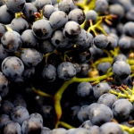 Яркие фрукты как символы щедрости и великодушия в жизни