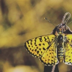 Щедрость духа в мире Wild West Gold - благородные уроки